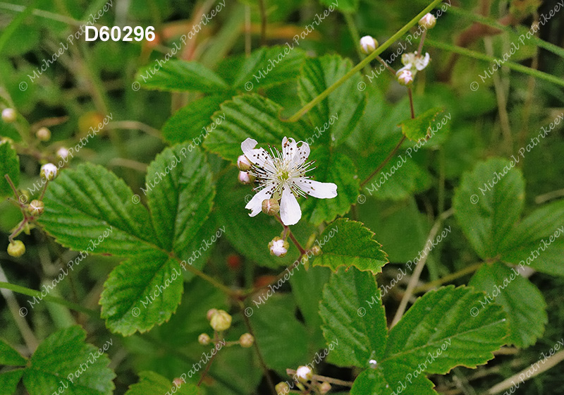 Bristly Dewberry (Rubus hispidus)